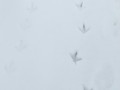 03-12